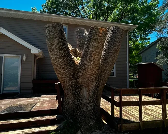 tree removal pruning des moines ia